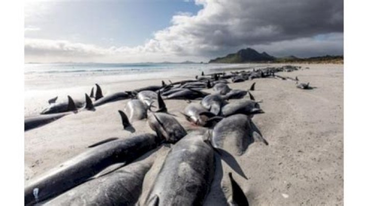 
2 back-to-back mass whale strandings on NZ’s Chatham Islands 