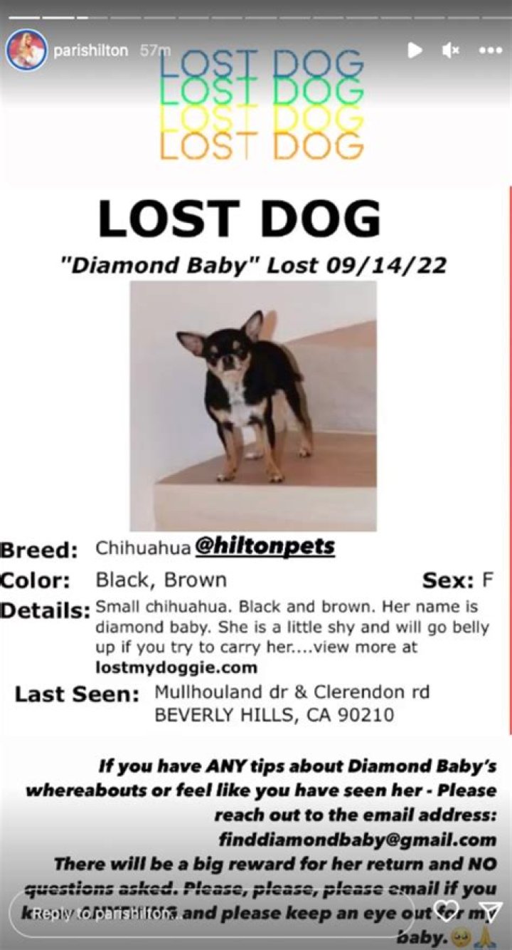 Apparently Paris Hilton’s Dog, Diamond Baby, Has Gone Missing