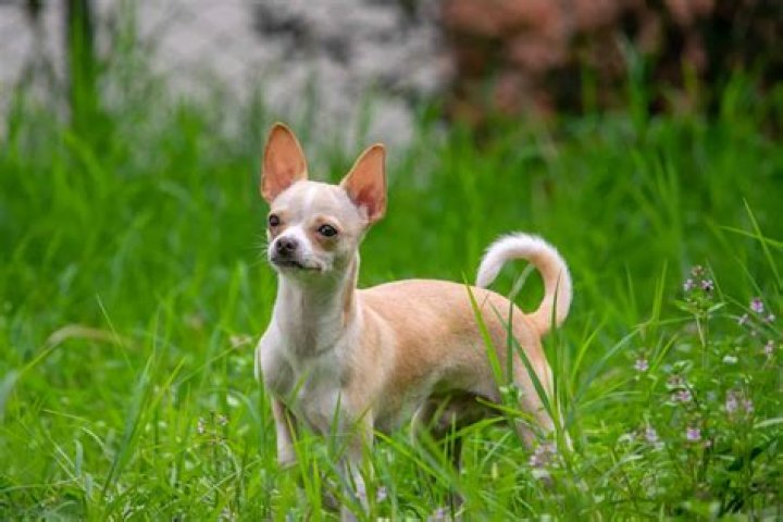Are chihuahuas from mexico