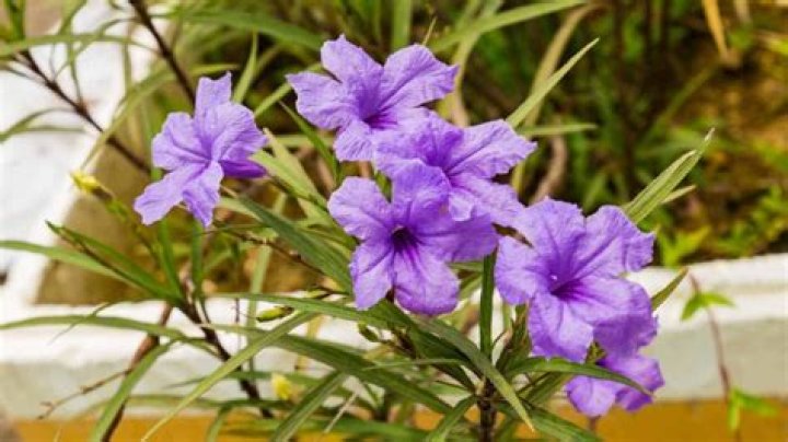 Are Petunia Poisonous To Dogs? – Celebrity