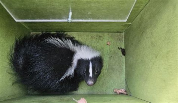 Are skunks harmful to humans