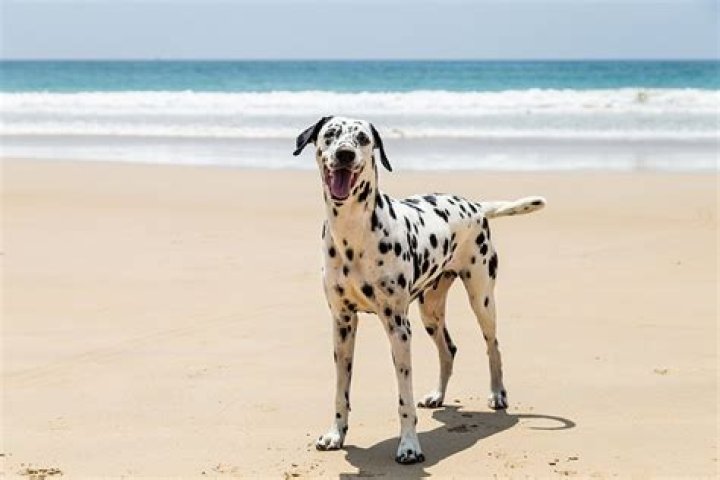 Do Dalmatians get more spots as they get older? – Celebrity