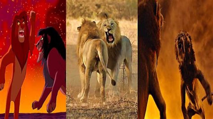 Do they use lion roars in The Lion King? – Celebrity