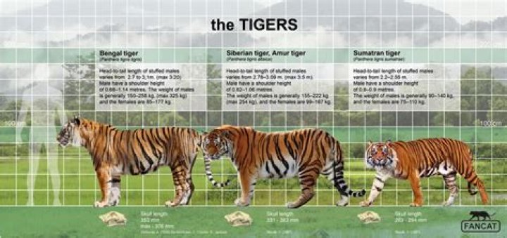 How much does a bengal tiger weigh