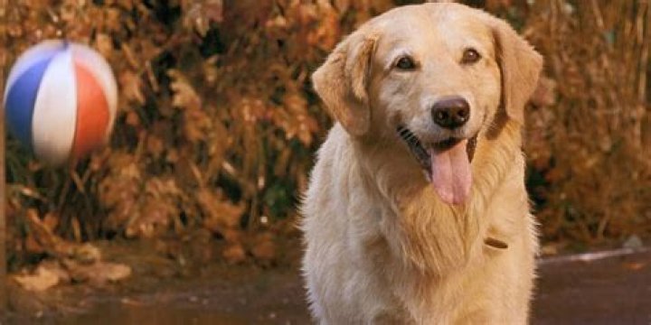 How old is Josh Framm Air Bud? – Celebrity