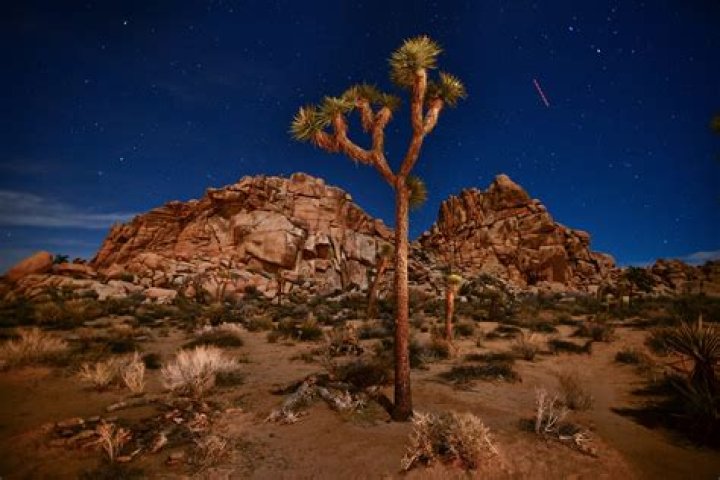 How old is the joshua tree