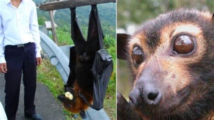 The Internet’s Freaking Out Over Viral Photo Of Human-Sized Bat