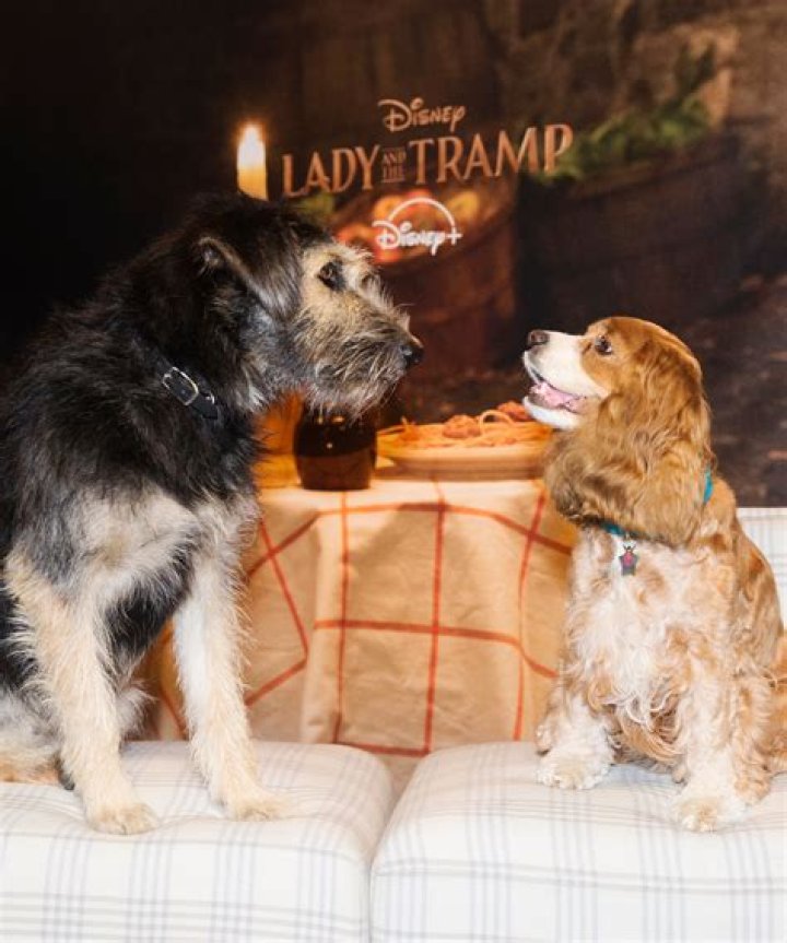 Is the Tramp in Lady and the Tramp a Schnauzer? – Celebrity