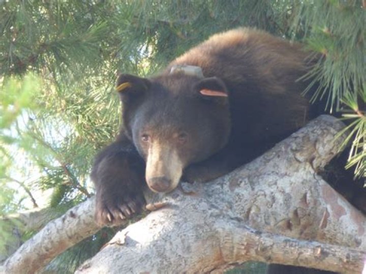 Is Topanga black? – Celebrity