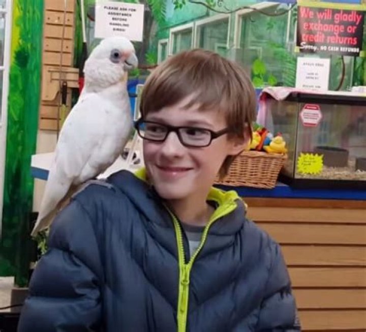 Kyle Catlett - Bio, Facts, Family Life of Child Actor