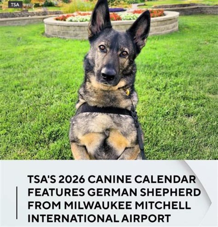 Mitchell Shepherd, PA – Orem, UT