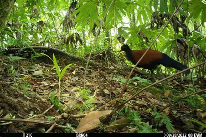 
Rare Pigeon Species Rediscovered in Papua New Guinea After 140 Years 