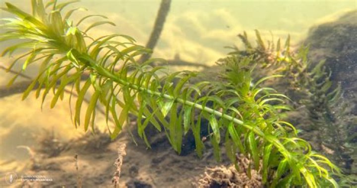 Dr. Ray Denson, DO – Houston, TX