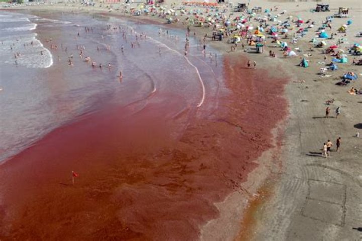 
Red Tide effects on humans explored as Naples beach in Florida issues high alert 