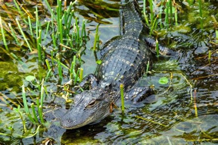
‘This is somebody’s pet’: 3-foot caiman found in Philly park lake likely dumped by owner 