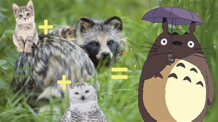 What Animal Is Totoro? – Celebrity