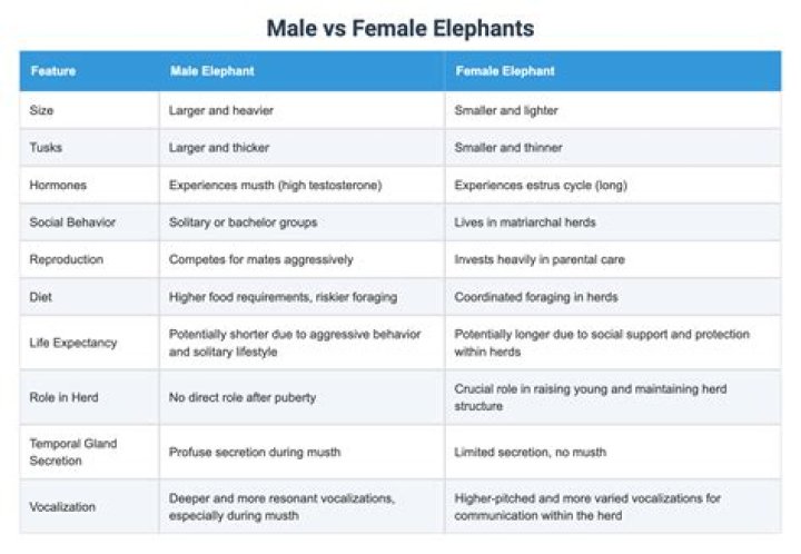 What is the Difference Between Male and Female Elephants