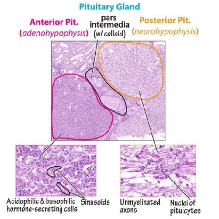 What is the Difference Between Pituitary and Pineal Gland