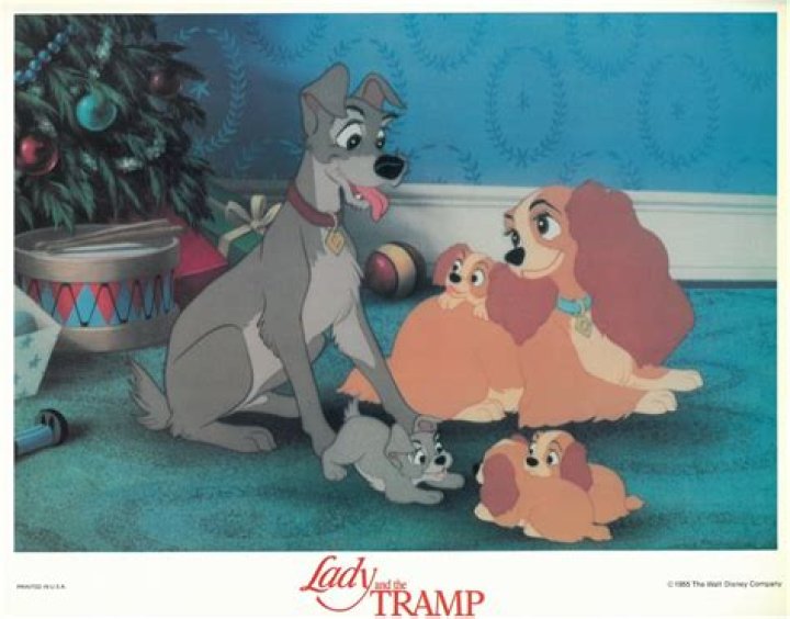What is the GREY dog from Lady and the Tramp? – Celebrity
