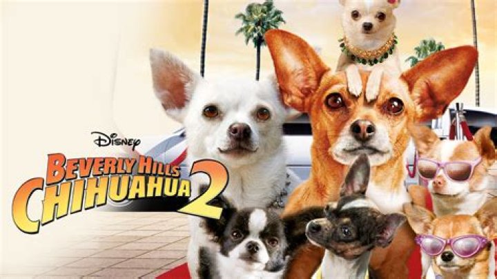 What kind of Chihuahua is in Beverly Hills Chihuahua? – Celebrity