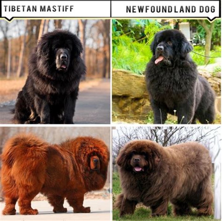 What’s bigger Tibetan mastiff or Newfoundland? – Celebrity